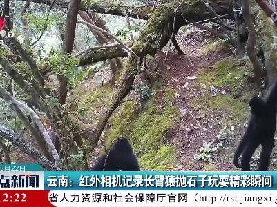 云南：红外相机记录长臂猿抛石子玩耍精彩瞬间