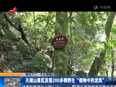 【赣闻天下】吉安泰和：天湖山景区发现200多棵野生“植物中的龙凤”