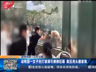 【新闻热搜】江苏无锡：动物园一女子拍打玻璃引狒狒狂躁 疯狂用头撞玻璃