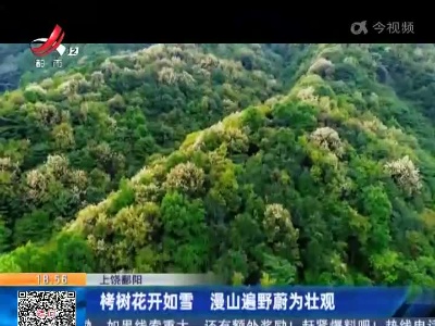 上饶鄱阳：栲树花开如雪 漫山遍野蔚为壮观