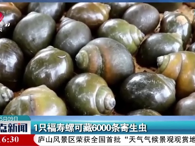 1只福寿螺可藏6000条寄生虫