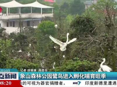象山森林公园鹭鸟进入孵化哺育旺季