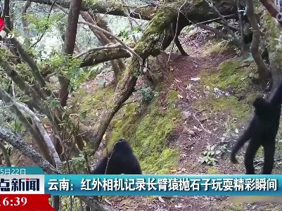 云南：红外相机记录长臂猿抛石子玩耍精彩瞬间