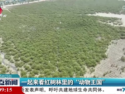 一起来看红树林里的“动物王国”