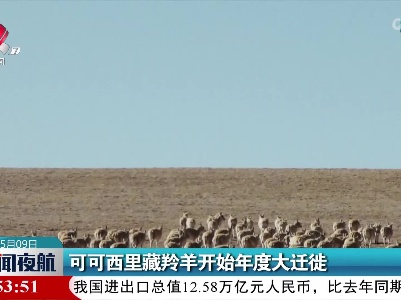 可可西里藏羚羊开始年度大迁徙