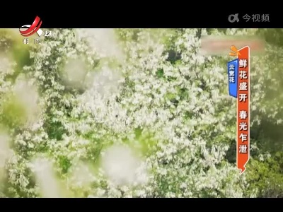 云赏花——鲜花盛开 春光乍泄