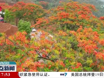 云南施甸：凤凰花开灿若云霞