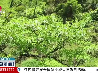 重庆巫溪：珙桐花开迎风舞“白鸽”栖息上枝头