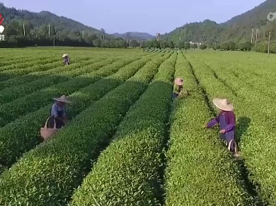 “请喝一杯江西生态好茶”主题活动启动