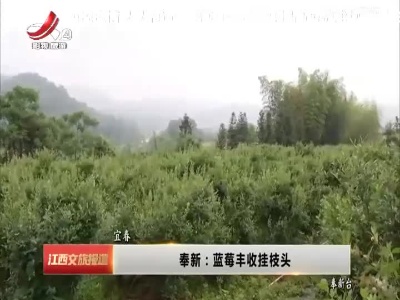 奉新：蓝莓丰收挂枝头