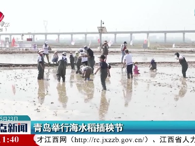 青岛举行海水稻插秧节