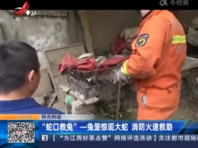 陕西韩城：“蛇口救兔” 兔笼惊现大蛇 消防火速救助