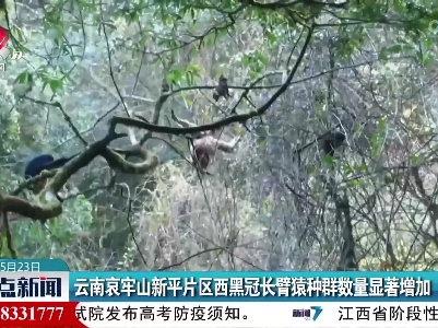 云南哀牢山新平片区西黑冠长臂猿种群数量显著增加