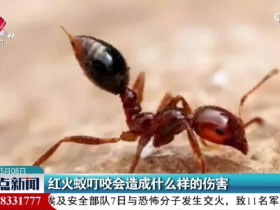 红火蚁叮咬会造成什么样的伤害