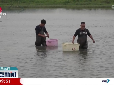 萍乡湘东：“稻虾共作” 助增收