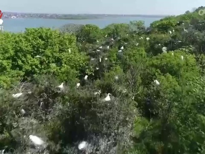 超过10万只夏候鸟飞抵鄱阳湖国家湿地公园