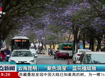 云南昆明：“紫色浪漫”蓝花楹绽放