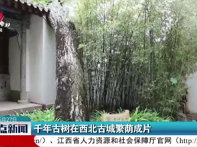 千年古树在西北古城繁荫成片