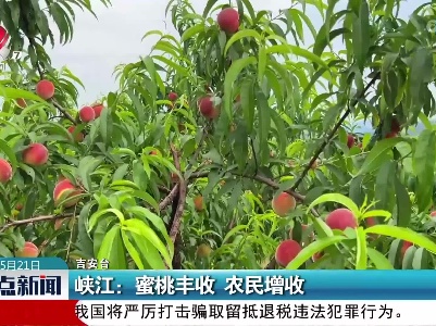 峡江：蜜桃丰收 农民增收