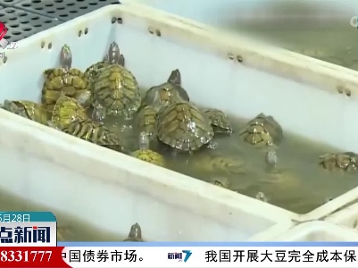 【儿童节临近，这个生意火了！】巴西龟：会破坏生态环境 不能随便放生