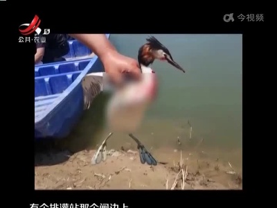 上饶鄱阳：凤头䴙䴘受伤 执法人员成功救助