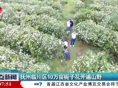 抚州临川区10万亩栀子花开遍山野