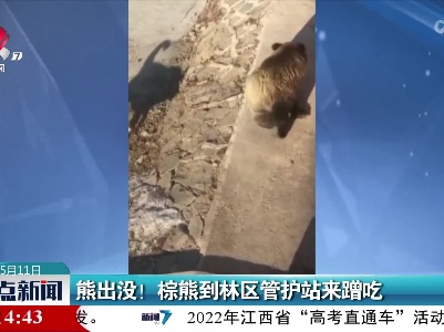 熊出没！棕熊到林区管护站来蹭吃