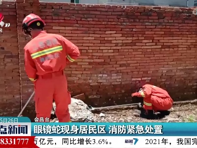 眼镜蛇现身居民区 消防紧急处置