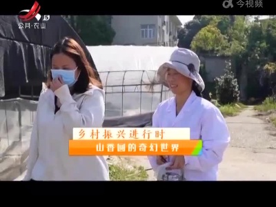 稻花香里20220524 乡村振兴进行时——山香圆的奇幻世界
