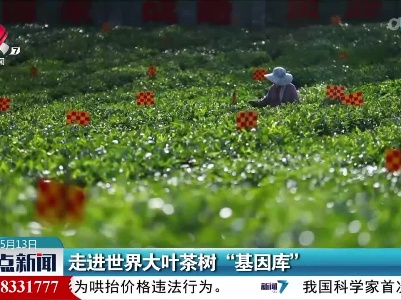 走进世界大叶茶树“基因库”