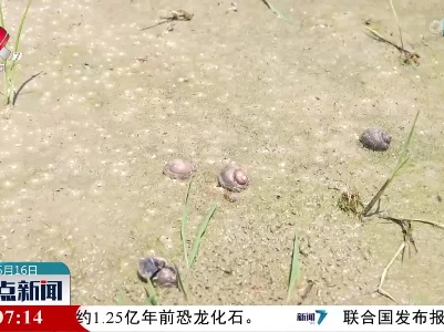 吉安：福寿螺成灾 农技人员支招