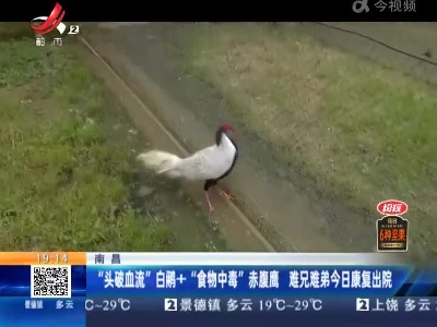 南昌：“头破血流”白鹇+“食物中毒”赤腹鹰 难兄难弟今日康复出院