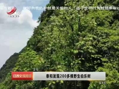 吉安：泰和发现200多棵野生伯乐树