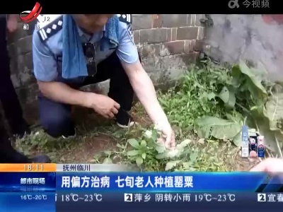 抚州临川：用偏方治病 七旬老人种植罂粟
