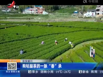 吉安遂川：狗牯脑茶的一脉“香”承