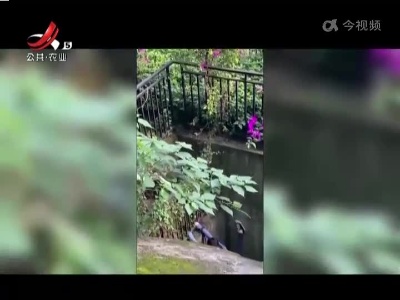 爱犬追耗子掉下山崖 主人情急也跳了下去