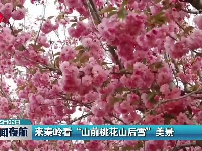 来秦岭看“山前桃花山后雪”美景