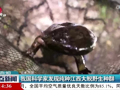 我国科学家发现纯种江西大鲵野生种群