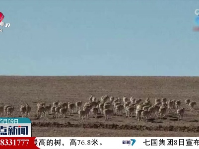 可可西里藏羚羊开始年度大迁徙