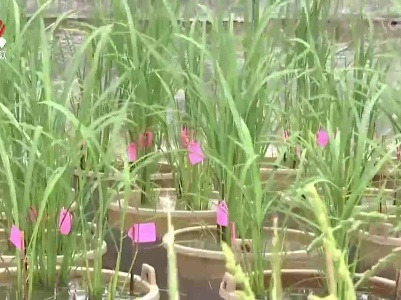 省农科院成功克隆出水稻“耐高温”基因