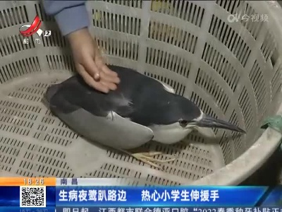 南昌：生病夜鹭趴路边 热心小学生伸援手