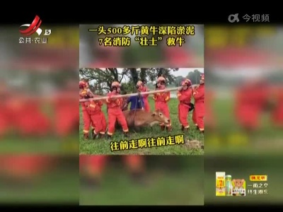 大黄牛陷进淤泥 7名消防合力扛出