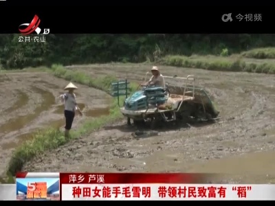 萍乡芦溪：种田女能手毛雪明 带领村民致富有“稻”