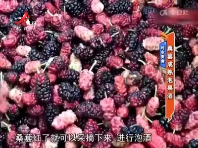 时令美食：桑葚成熟泡果酒