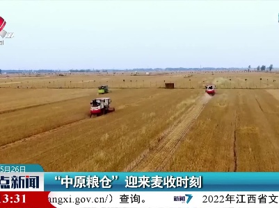“中原粮仓”迎来麦收时刻