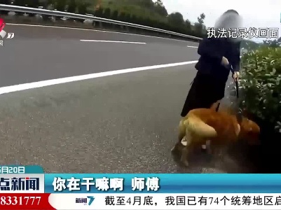高速公路遛狗+挖笋 罚你没商量