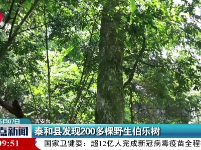 泰和县发现200多棵野生伯乐树