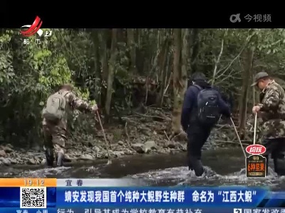 宜春：靖安发现我国首个纯种大鲵野生种群 命名为“江西大鲵”