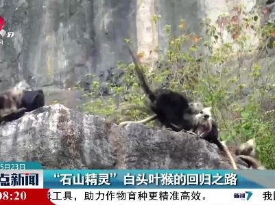 “石山精灵”白头叶猴的回归之路