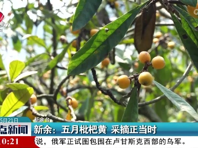 新余：五月枇杷黄 采摘正当时
